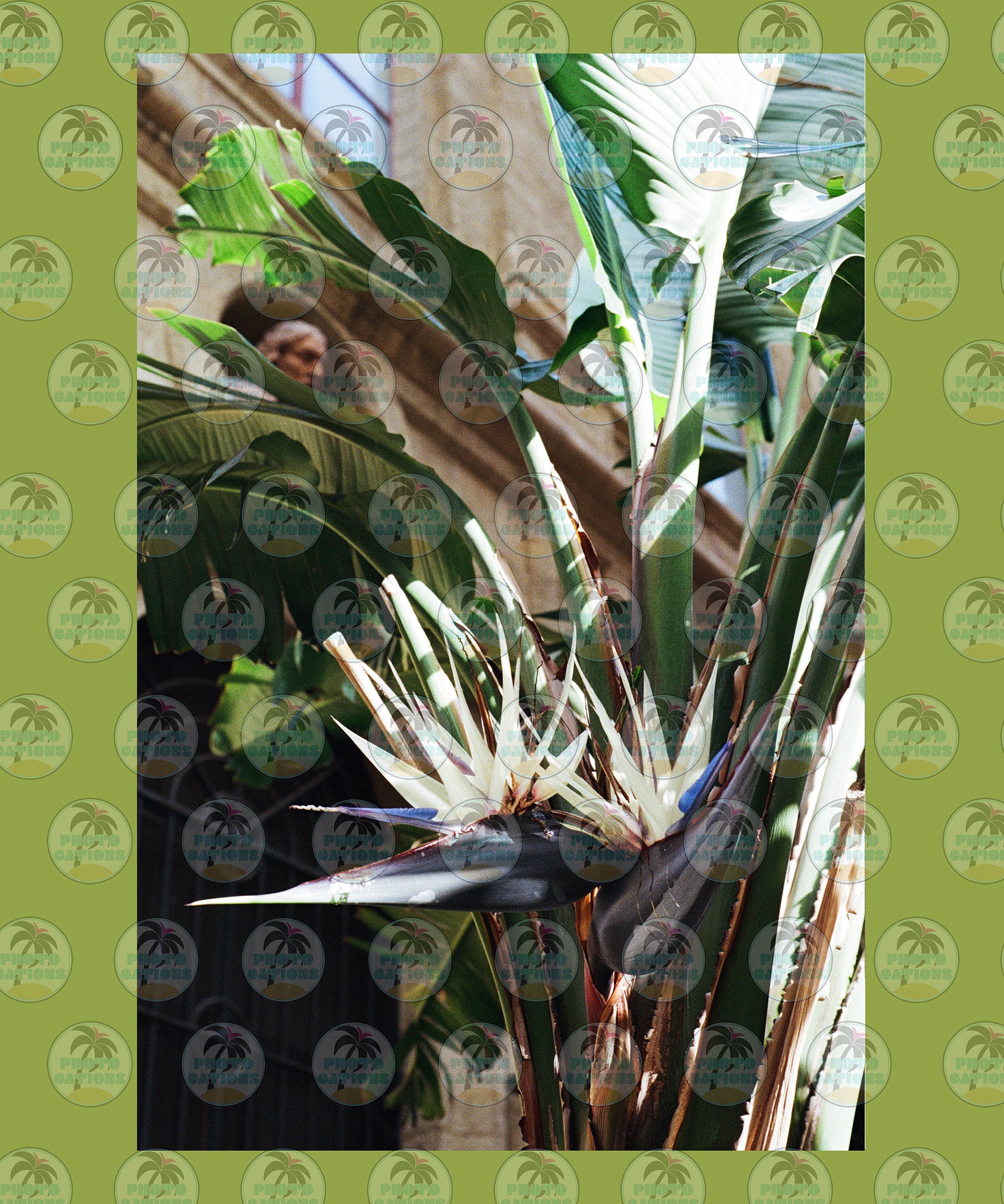 Naples' Flora