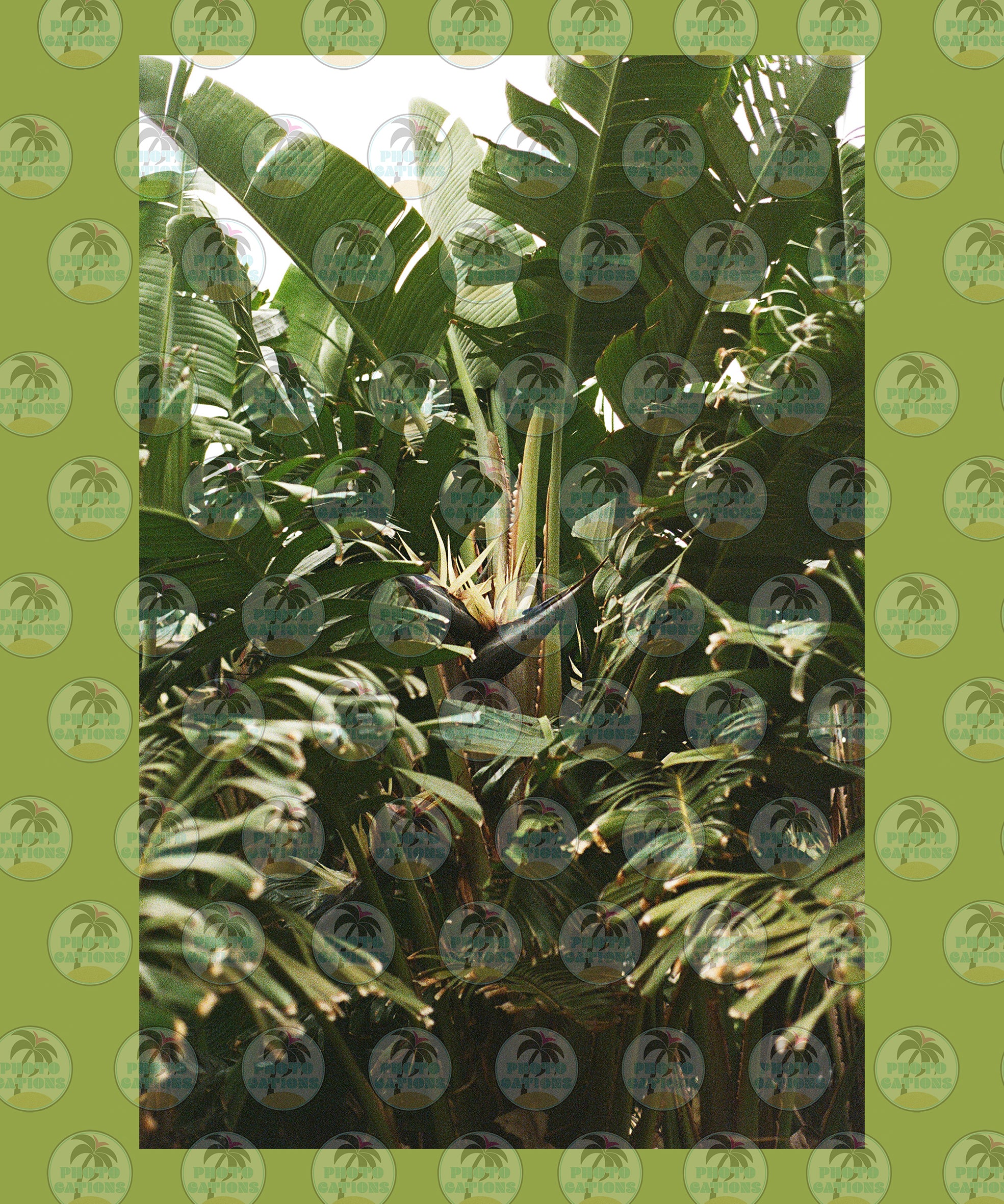 Naples' Flora