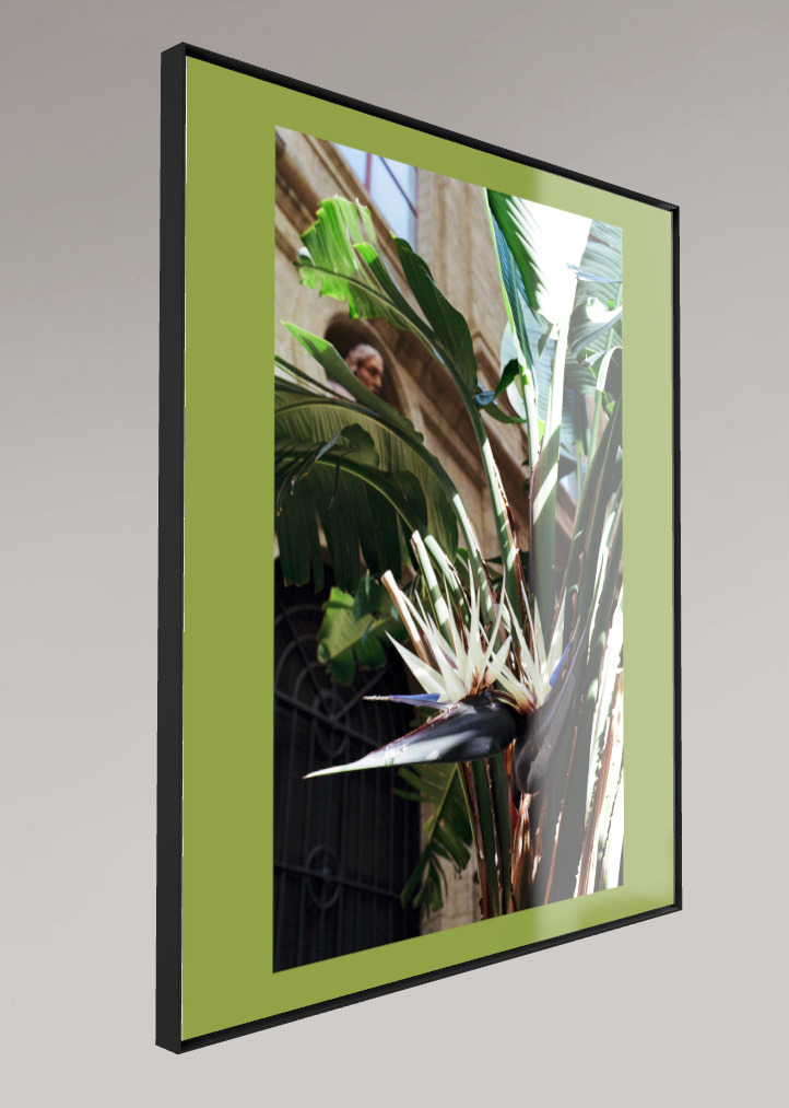Naples' Flora