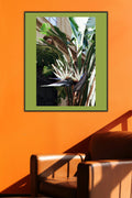 Naples' Flora
