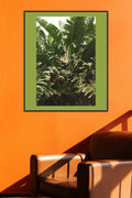 Naples' Flora
